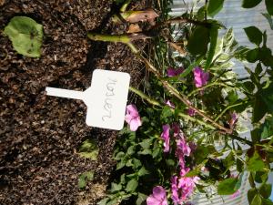 Étiquette Marquage à Planter (x12)